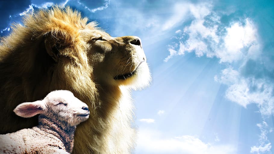 A lion and a lamb under the sky